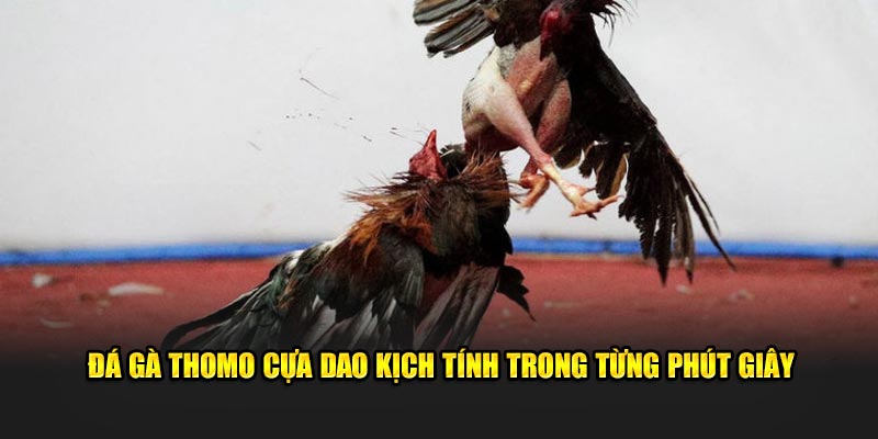 Đá gà Thomo cựa dao kịch tính trong từng phút giây