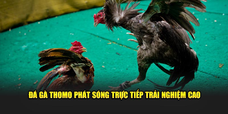 Đá gà Thomo 789WIN phát sóng trực tiếp trải nghiệm cao