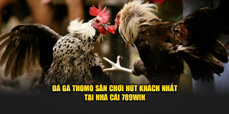 đá gà thomo sân chơi hút khách nhất tại nhà cái 789WIN